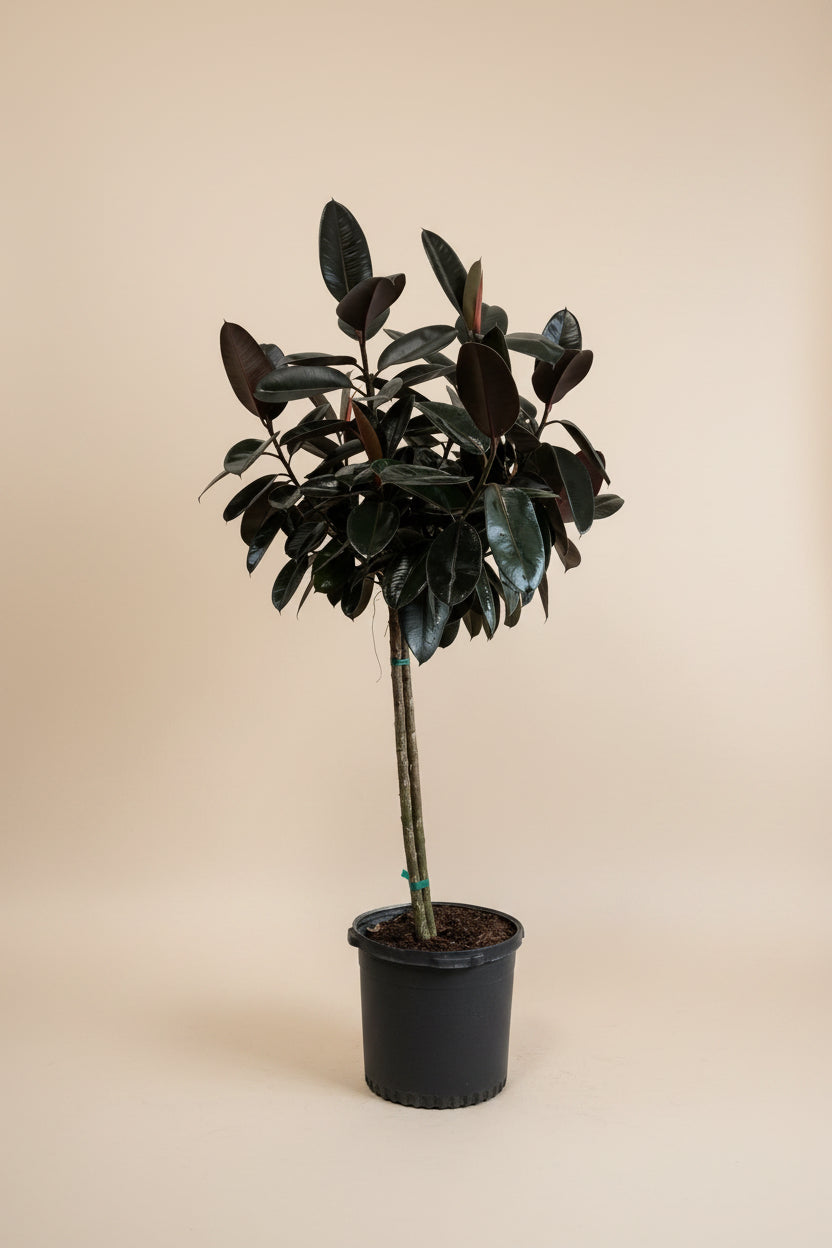 Ficus Burgundy