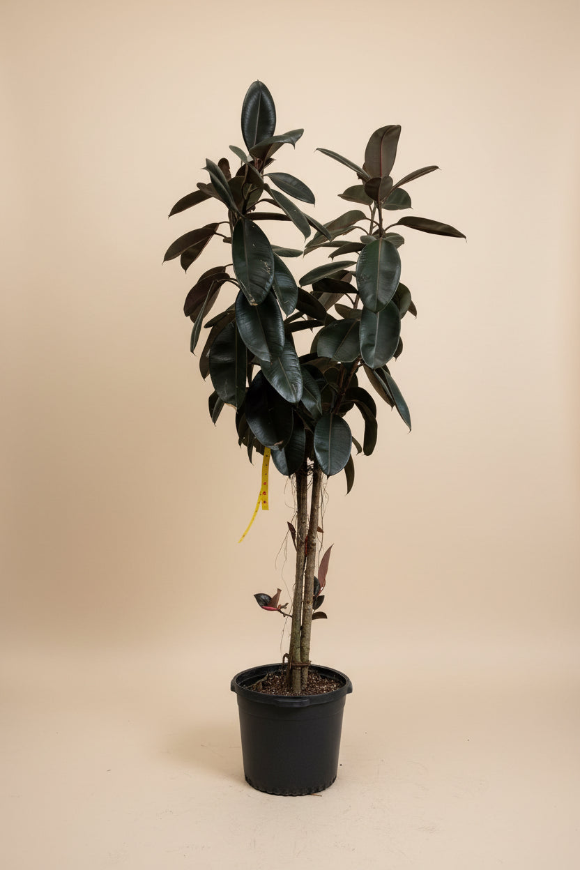 Ficus Burgundy
