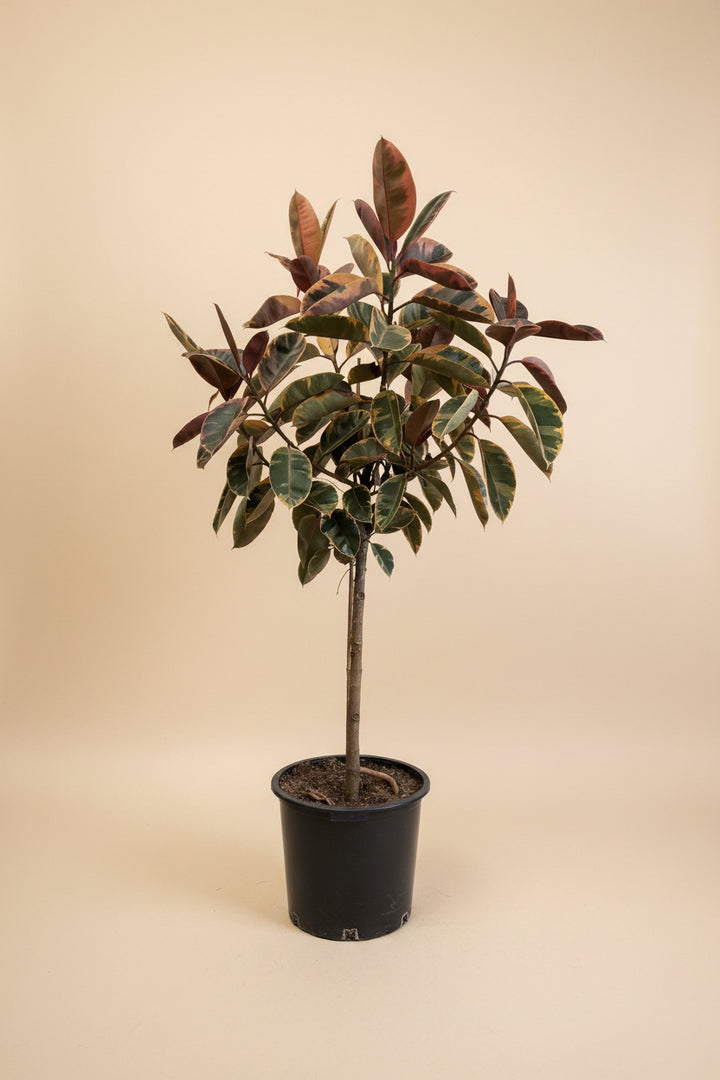 Ficus Elastica Ruby