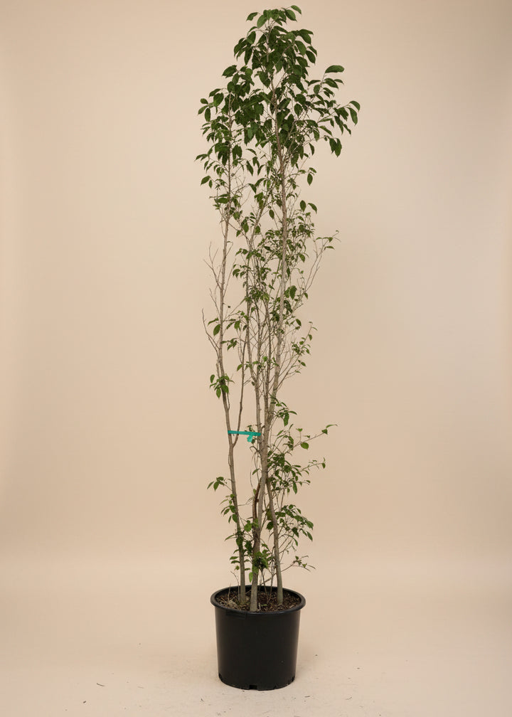 Ficus Spire