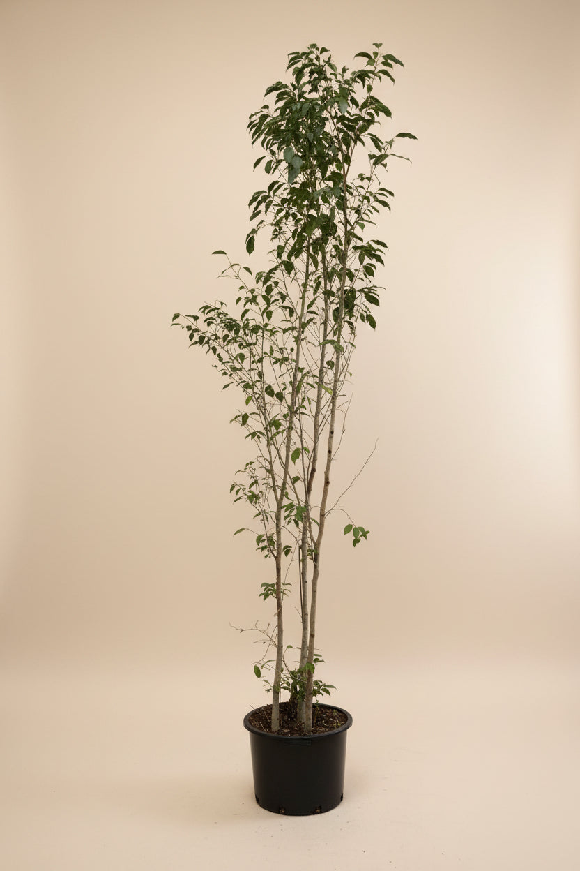 Ficus Spire