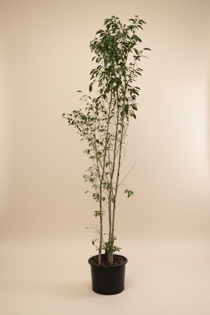 Ficus Spire
