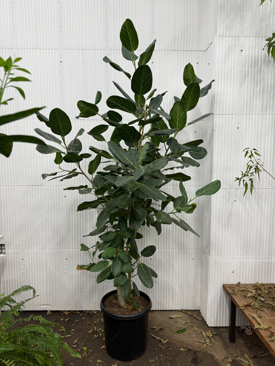 Ficus Audrey