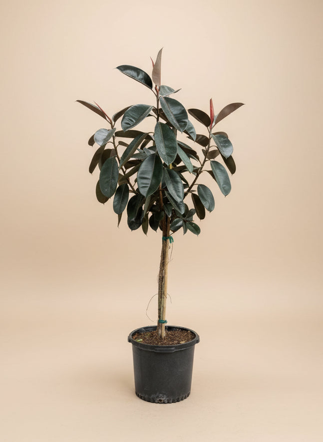 burgundy rubber tree full grown Ficus Burgundy – The Old Yew Plant Shop
