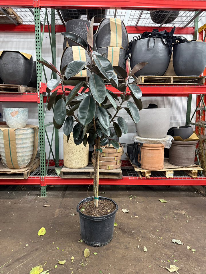 Ficus Burgundy