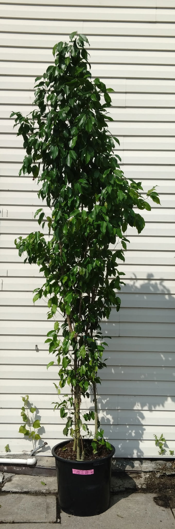 Ficus Spire