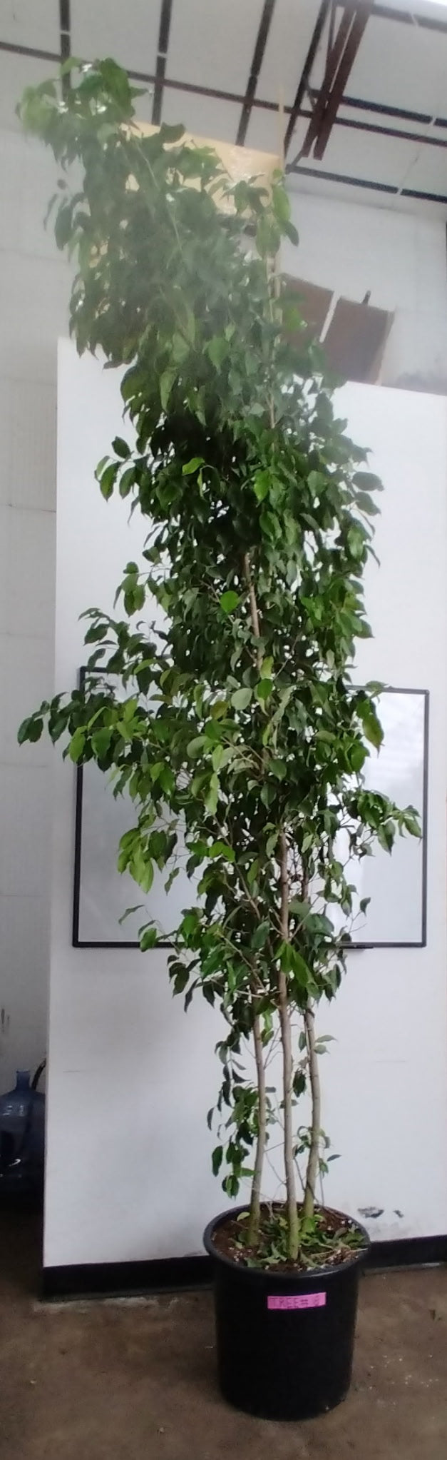 Ficus Spire