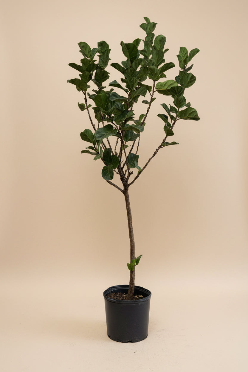 Fiddle Leaf Fig