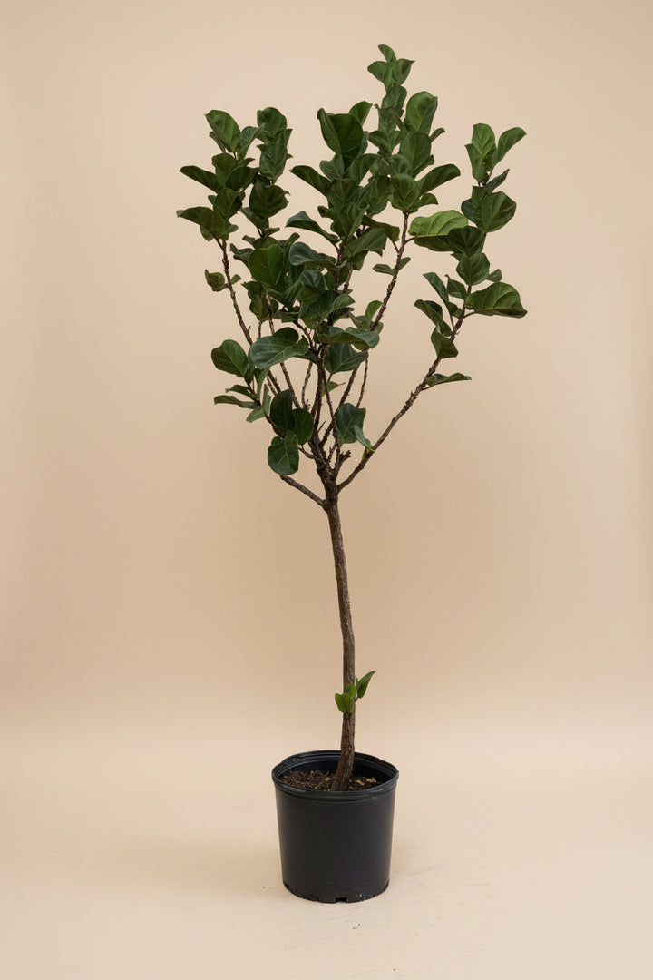 Fiddle Leaf Fig