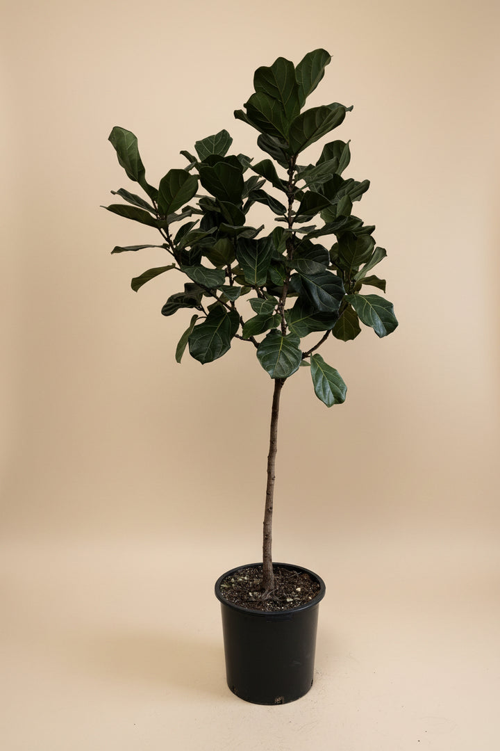 Fiddle Leaf Fig