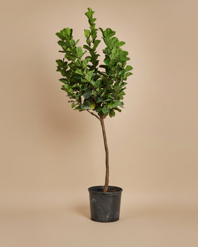 Fiddle Leaf Fig