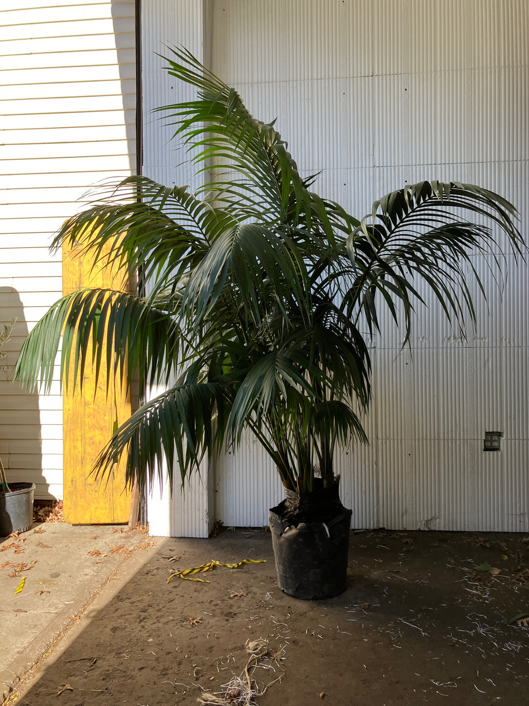 Kentia Palm