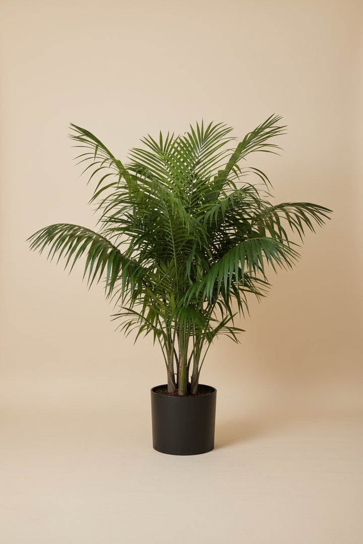 Kentia Palm