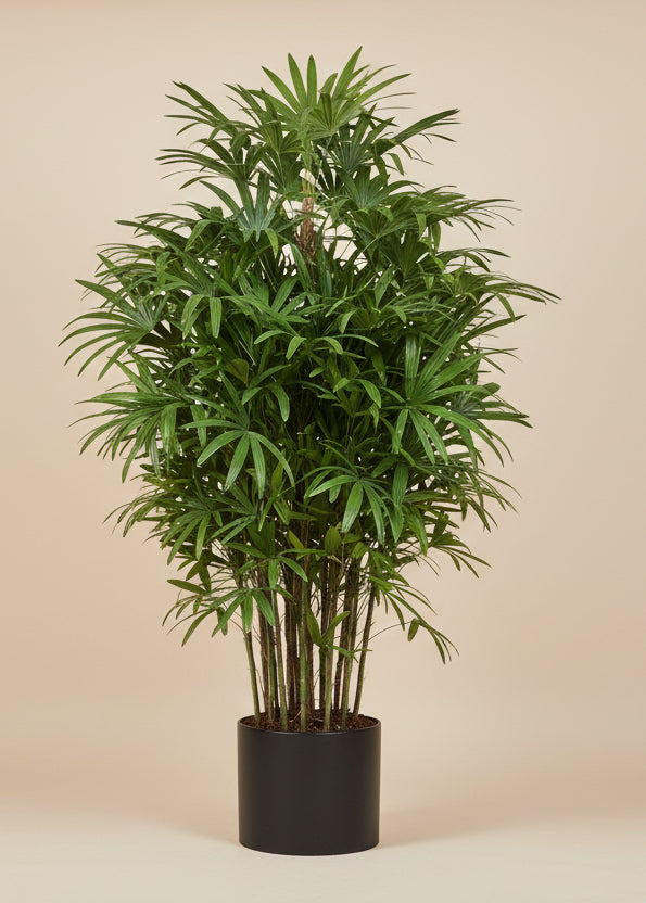 Lady Palm