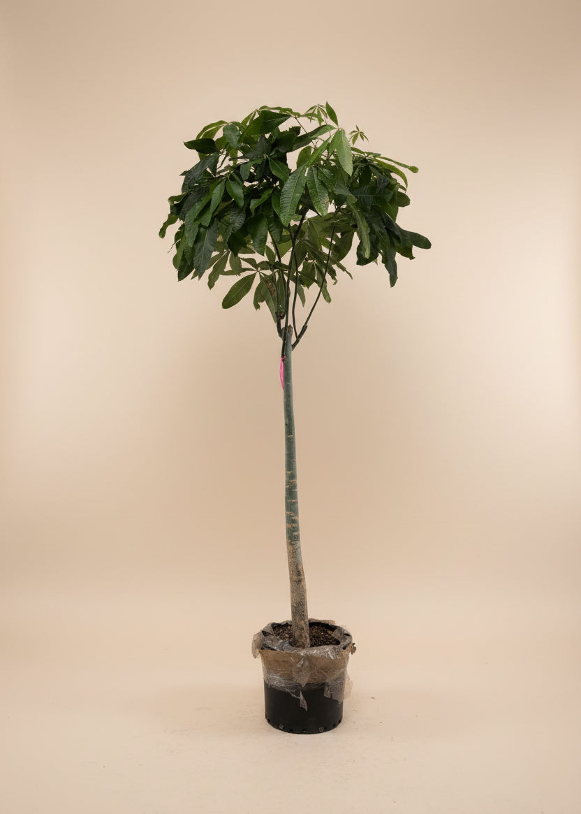 Money Tree