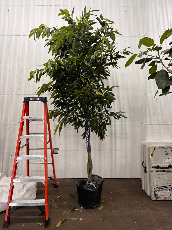 Ficus Amstel King