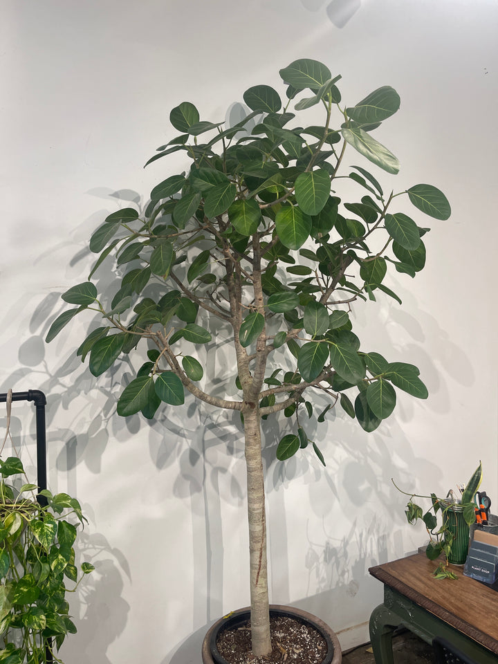 Ficus Audrey