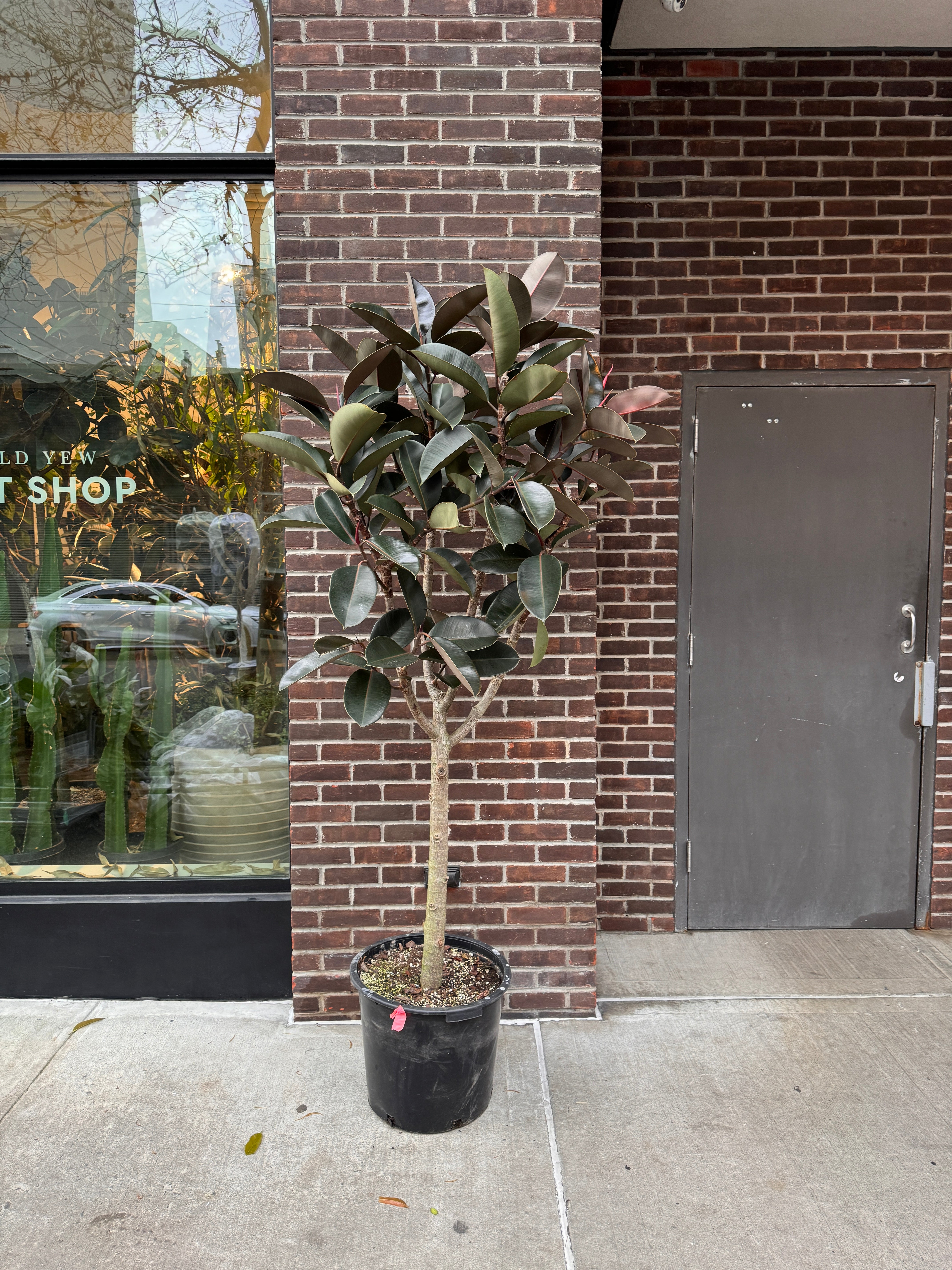 Ficus Burgundy - Thumbnail 5