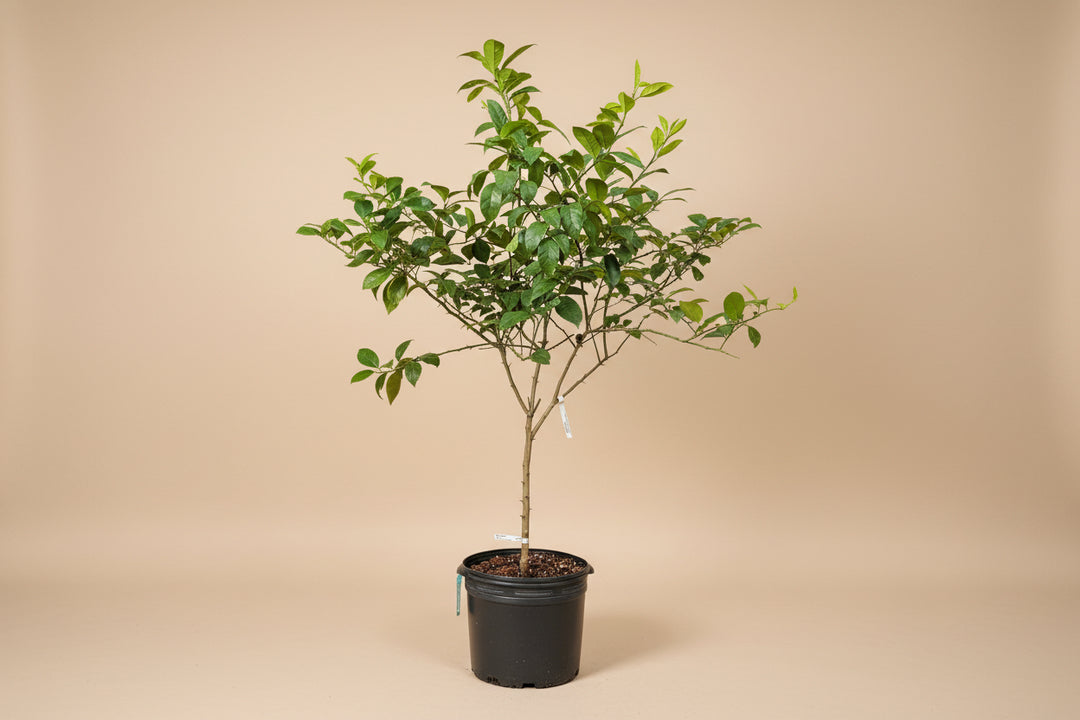 lemon tree house plant Meyer Lemon Tree