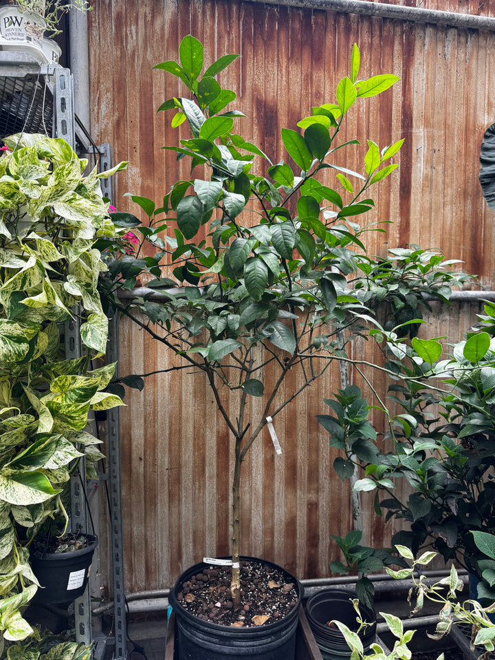 Meyer Lemon Tree