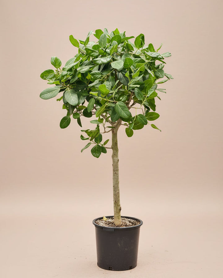 ficus audrey std Ficus Audrey