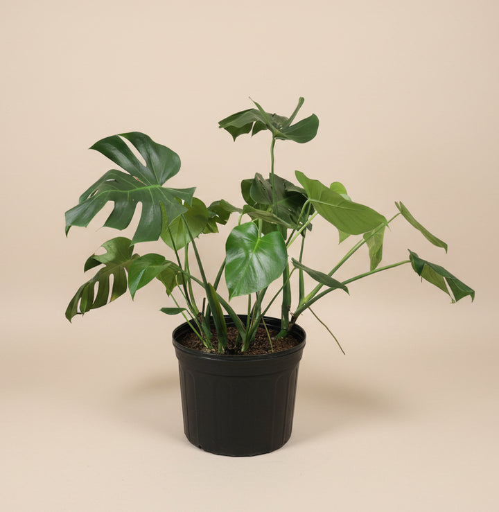 Monstera Deliciosa