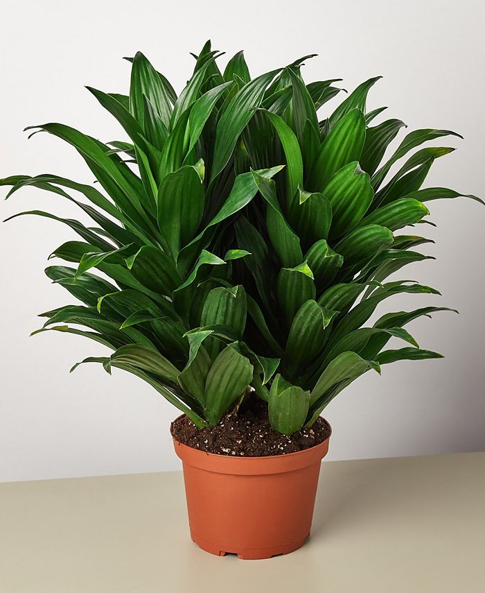 Dracaena 'Janet Craig Compacta'