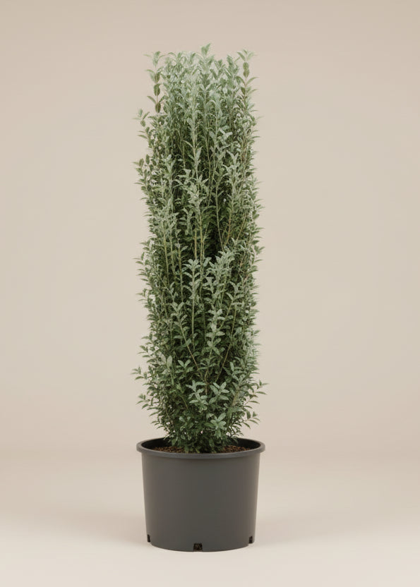 Straight & Narrow® Japanese Holly