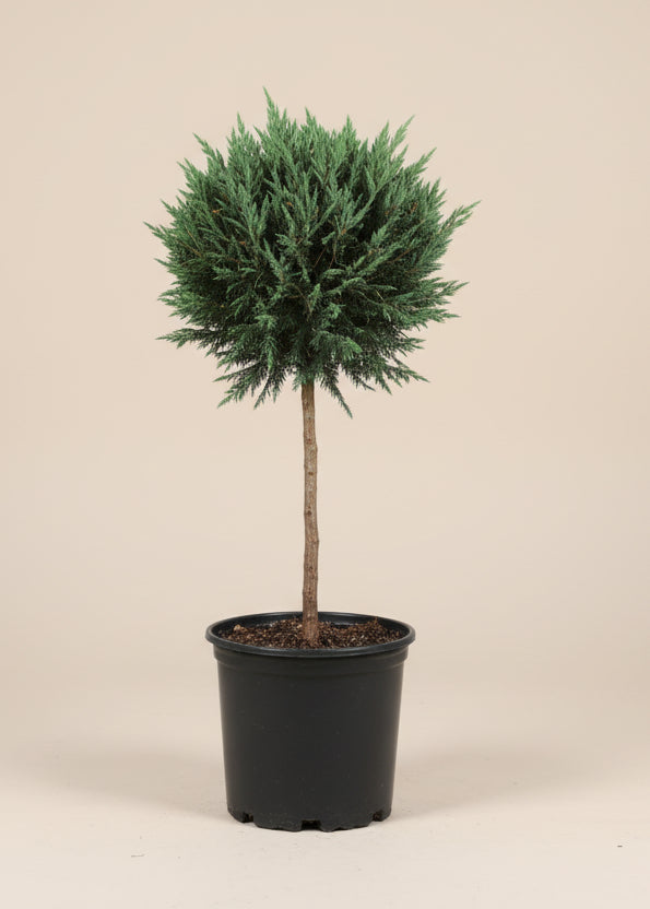 Blue Point Juniper