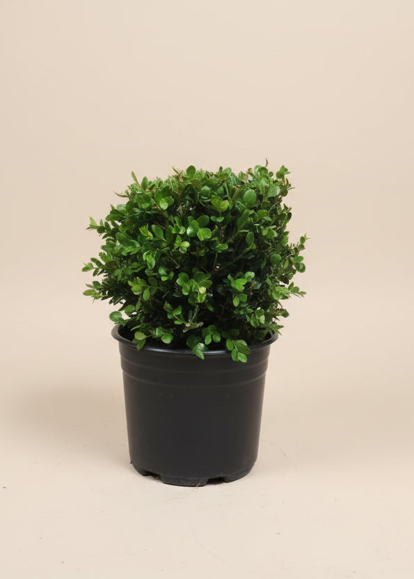 Green Beauty Boxwood