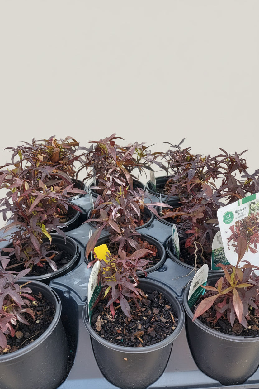 Bright Ideas Black Sweet Potato Vine