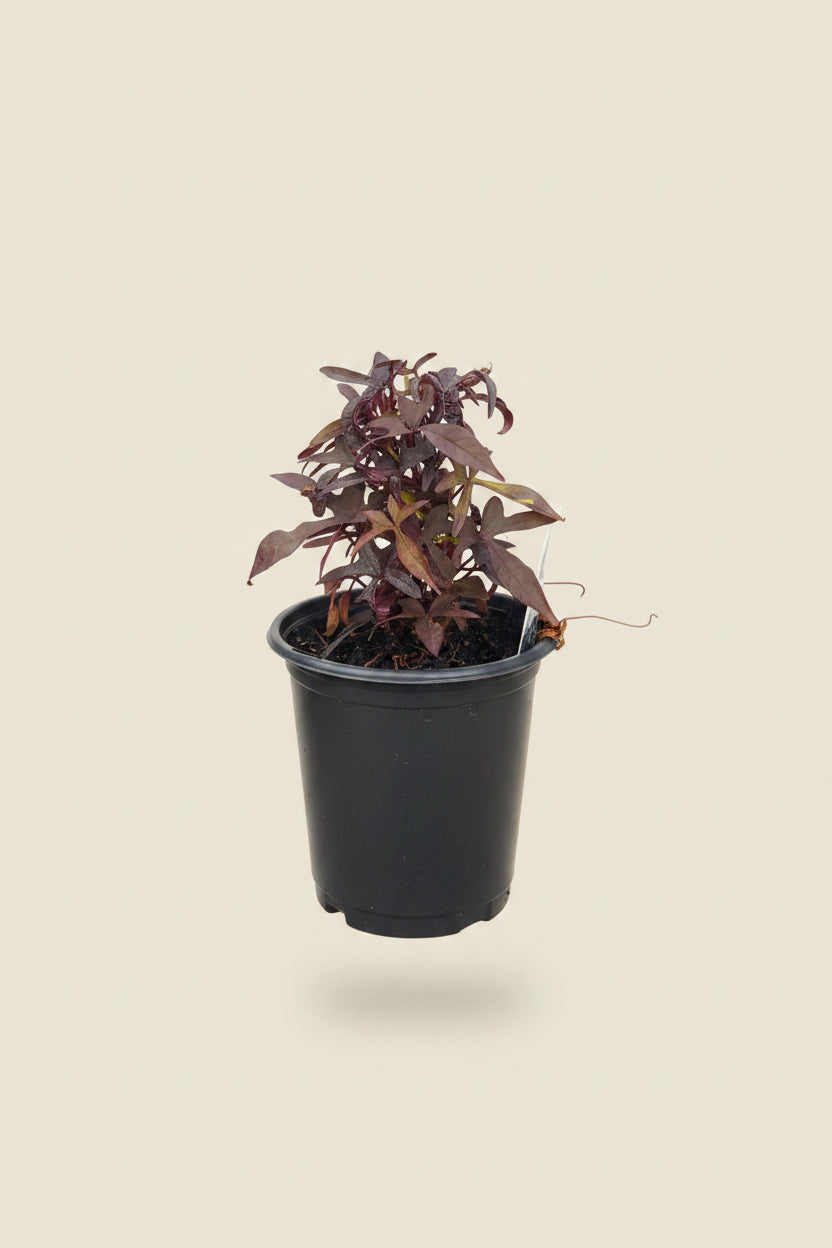 Bright Ideas Black Sweet Potato Vine