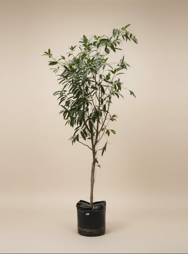 Ficus Amstel King