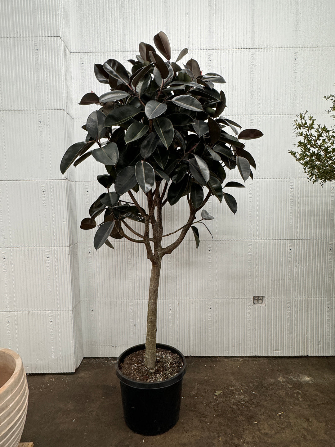 Ficus Burgundy