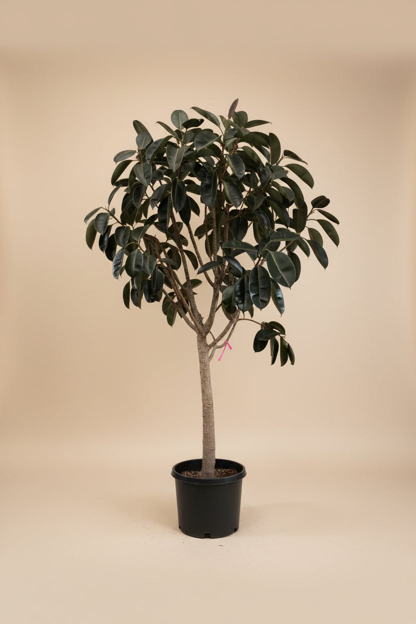Ficus Burgundy