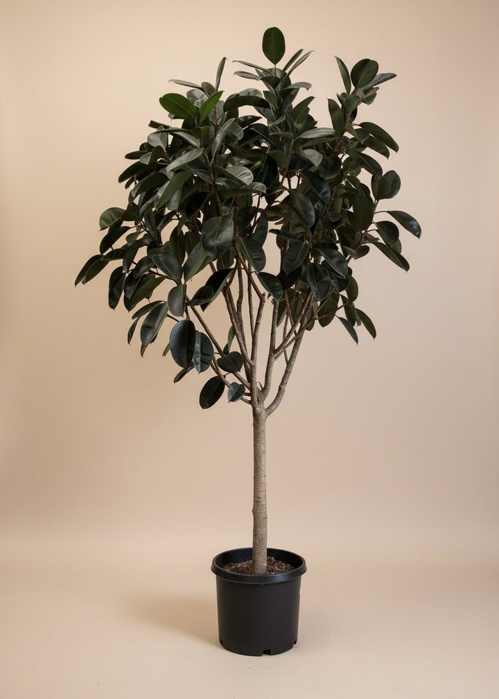 Ficus Burgundy