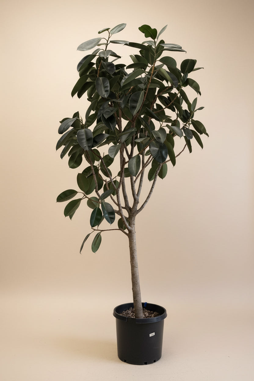 Ficus Burgundy