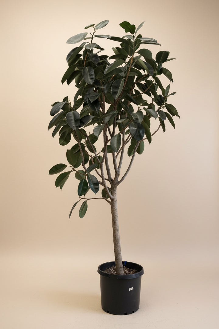 Ficus Burgundy