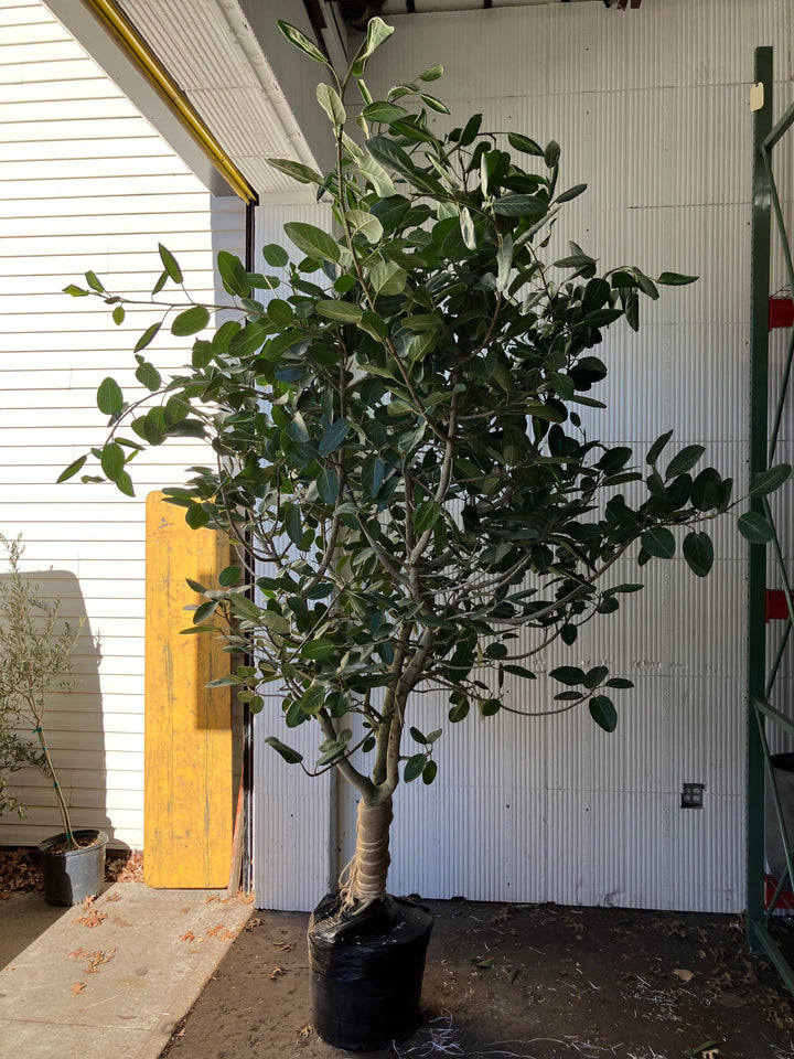 Ficus Audrey