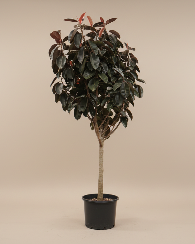 Ficus Burgundy