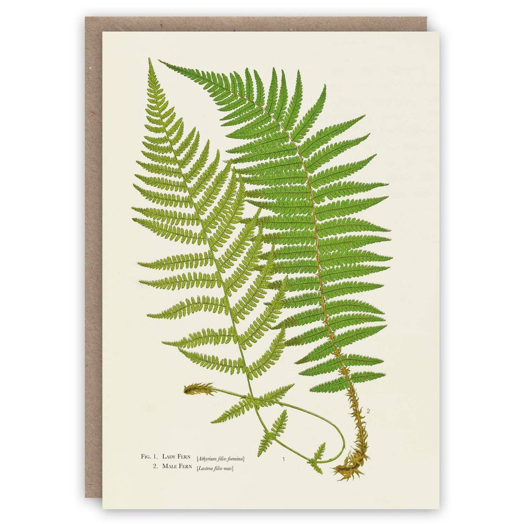 Ferns