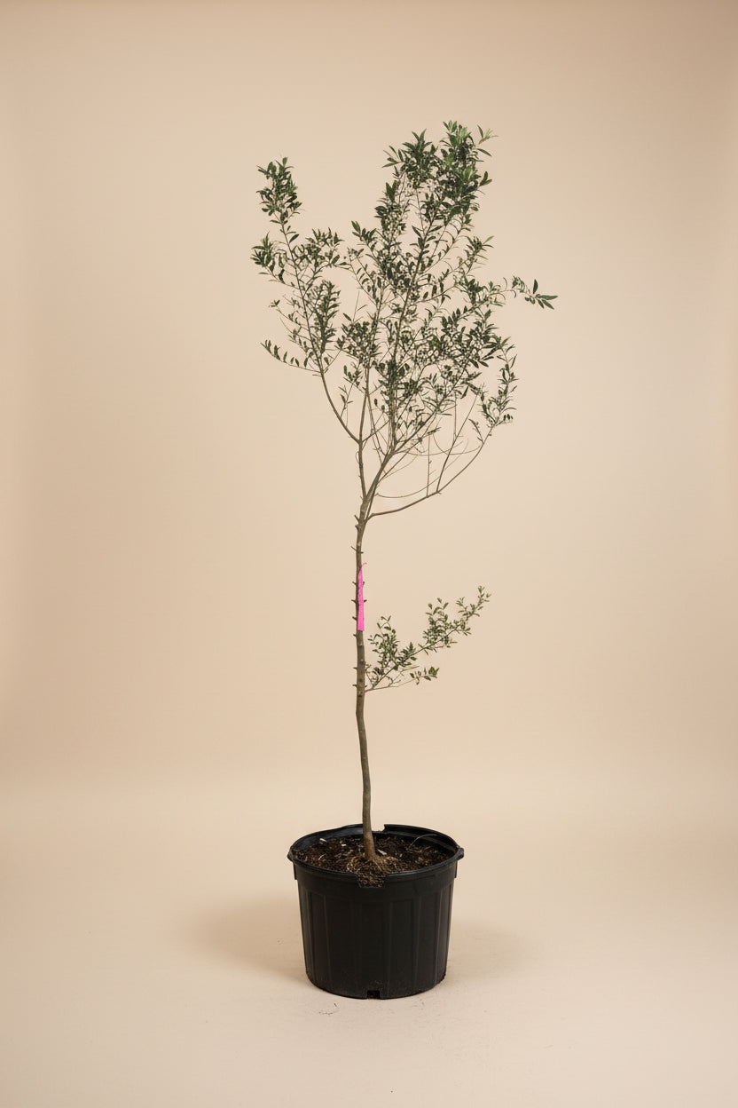 Arbequina Olive Tree
