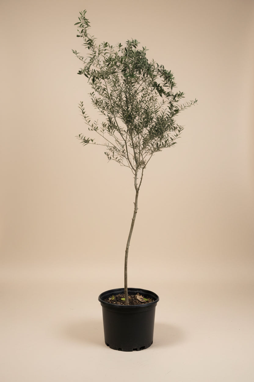 Arbequina Olive Tree