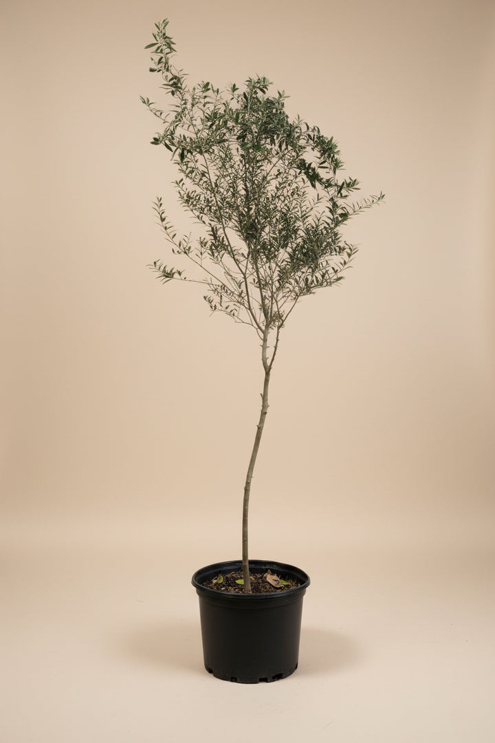 Arbequina Olive Tree