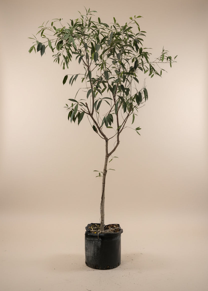 Ficus Amstel King