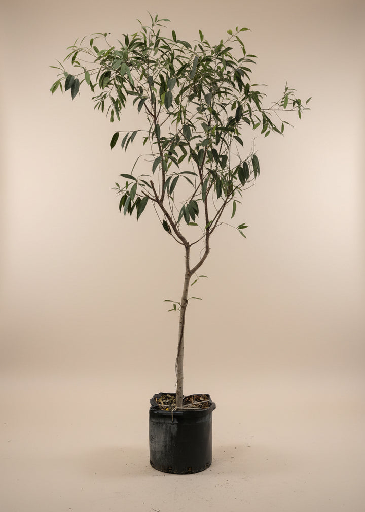 Ficus Amstel King