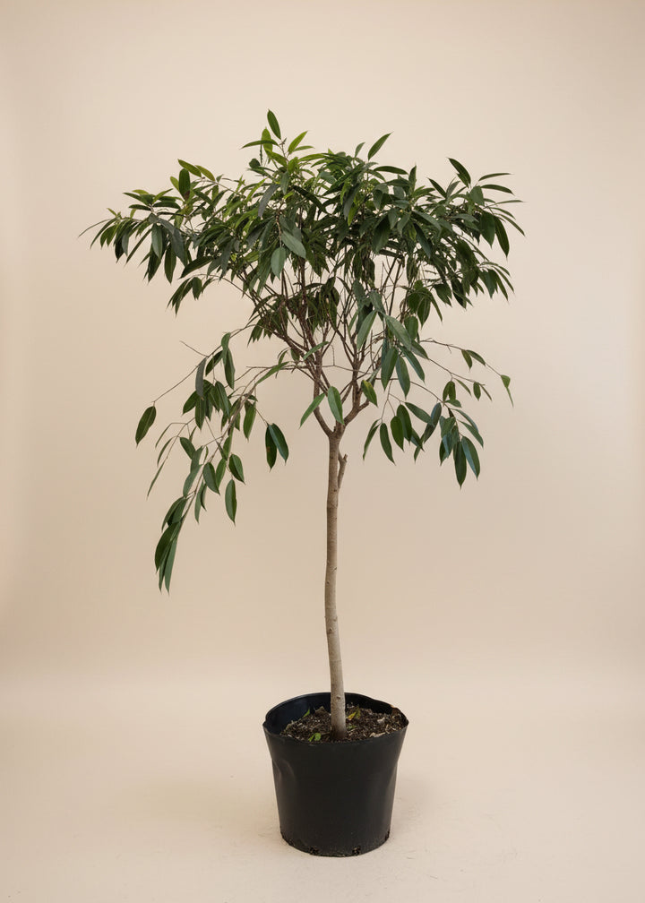 Ficus Amstel King