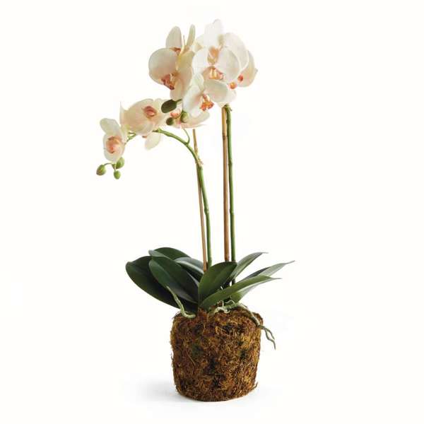 The Old Yew Plant Shop Faux Orchid - Thumbnail 3