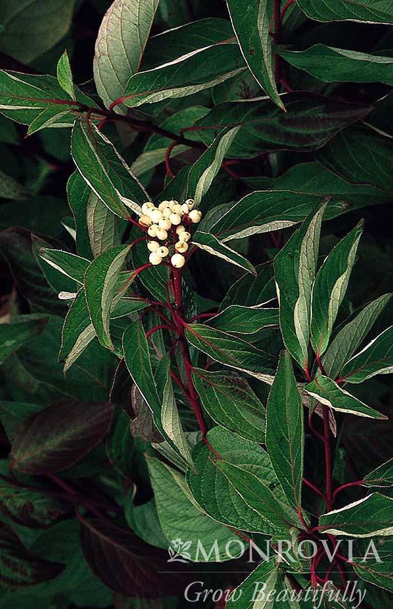 Red Twig Dogwood
