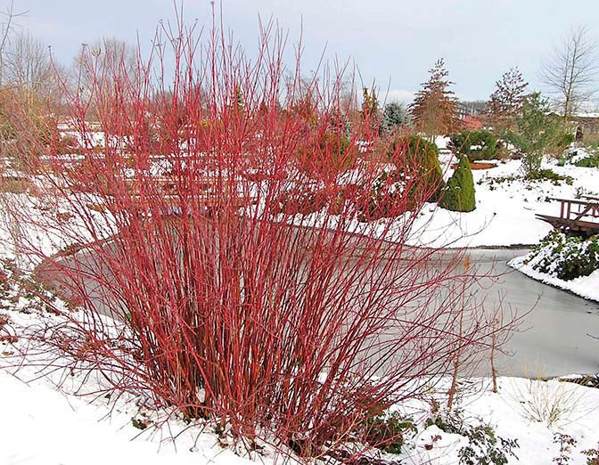 Red Twig Dogwood